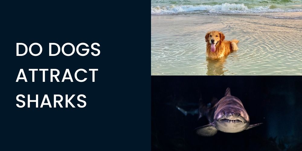 do dogs attract sharks