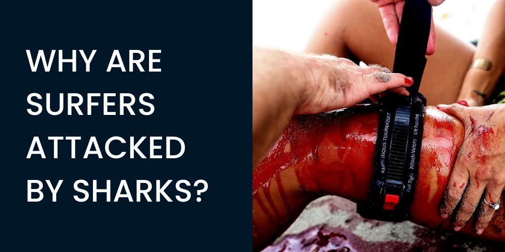 why are surfers attacked by sharks