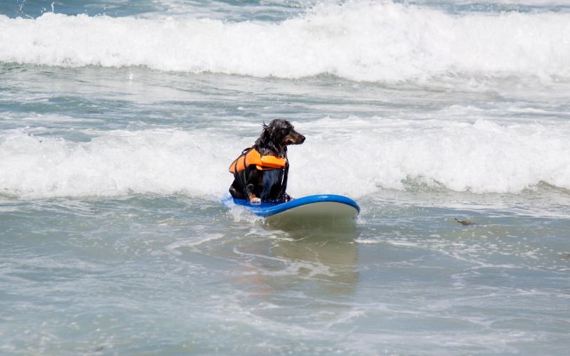 solo dog surfing